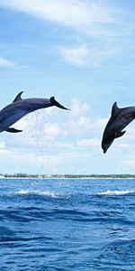 Animales,Naturaleza,Delfines