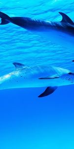 Animals,Dolfins,Sea