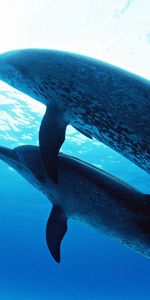 Animals,Dolfins,Sea