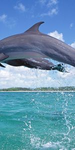 Animals,Dolfins,Sea