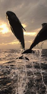 Animals,Dolfins,Sea