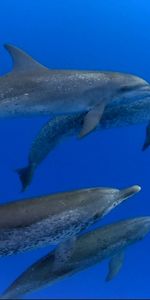 Animals,Dolfins,Sea,Fishes