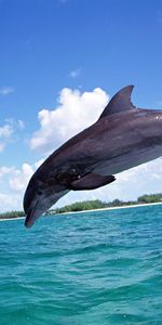 Animals,Dolfins,Sea,Fishes