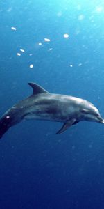 Animals,Dolfins,Sea,Fishes