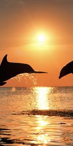 Animales,Sol,Puesta Del Sol,Mar,Delfines