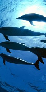 Animals,Dolfins,Swim,To Swim,Underwater World