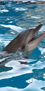 Animals,Dolfins,Water