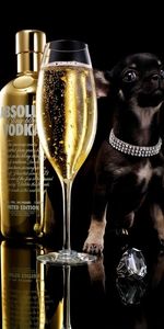 Animaux,Nourriture,Chiens,Boissons