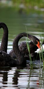 Animaux,Canards