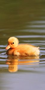 Animaux,Canards