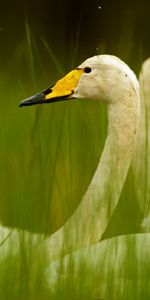 Animaux,Canards