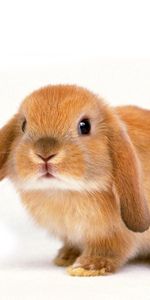 Oreilles,Additionner,Animaux,Charmant,Lapin,Enfant