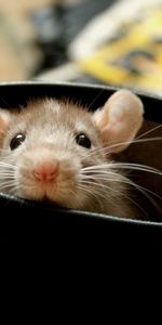 Rat,Oreilles,Montée,Grimper,Rongeur,Hamster,Animaux