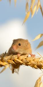 Orejas,Ratón,Espigas,Pequeño Ratón,Ratón Bebé,Animales