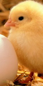 Animals,Eggs,Chicks