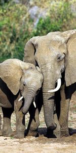 Elephants,Animaux