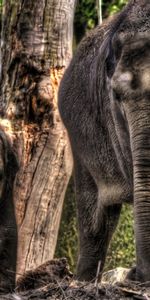 Animaux,Elephants