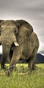 Animaux,Elephants