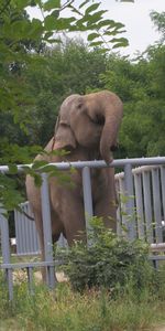 Animaux,Elephants