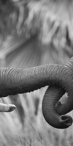 Elephants,Animaux