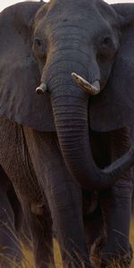 Animals,Elephants