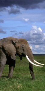 Animals,Elephants