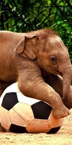 Animals,Elephants,Football