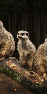 Chasser,Suricates,Appréhension,Animaux,Famille,Peur,Une Famille,Chasse