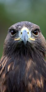 Animales,Pluma,Pico,Águila