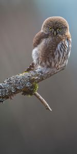 Le Bec,Bec,Animaux,Plumes,Hibou,Oiseau,Chouette