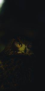 Animals,Feather,Dark,Eyes,Owl