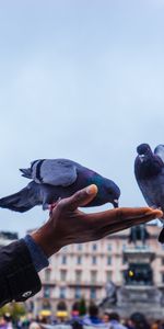 Main,Animaux,Alimentation,Pigeons