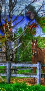 Animals,Fence,Horse,House