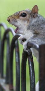 Animals,Fence,Scream,Cry,Surprise,Astonishment,Squirrel,Animal