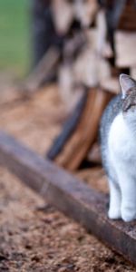 Animaux,Flâner,Promenade,Clôture,Chat