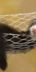 Animals,Ferrets