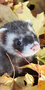 Animals,Ferrets