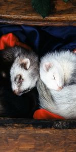 Animals,Ferrets