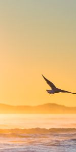 Animals,Field,Gull,Sunset,Fog,Seagull,Bird,Sea