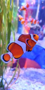 Animals,Fish,Algae,Clown Fish,Aquarium,Seaweed,Fish Clown