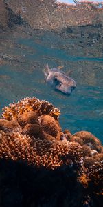 Animals,Fish Hedgehog,Hedgehog Fish,Fish,Coral,Underwater World