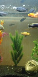 Animales,Peces