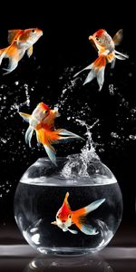 Animales,Peces