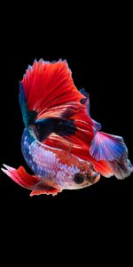 Animals,Fishy,Small Fish,Dark Background,Aquarium