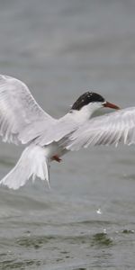 Animals,Flight,Gull,Water,Bird,Seagull