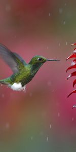 Animals,Flight,Humming Birds,Plant,Bird