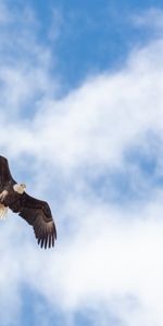 Animales,Vuelo,Águila,Alas,Libertad