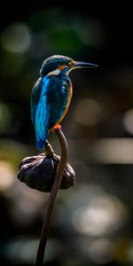 Le Bec,Bec,Animaux,Fleur,Martin Pêcheur,Oiseau