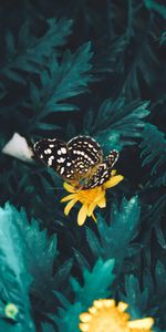 Animals,Flower,Butterfly