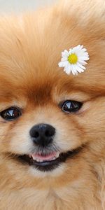 Animals,Flower,Fluffy,Dog,Muzzle,Nice,Sweetheart